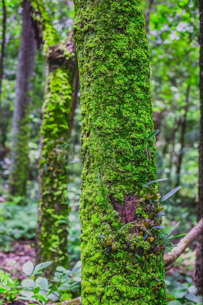 Similar – Foto Bild Umgefallen Umwelt Natur