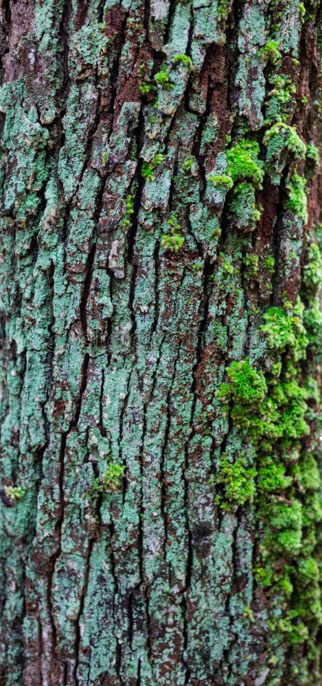 Similar – Image, Stock Photo Death and Life Plant Moss