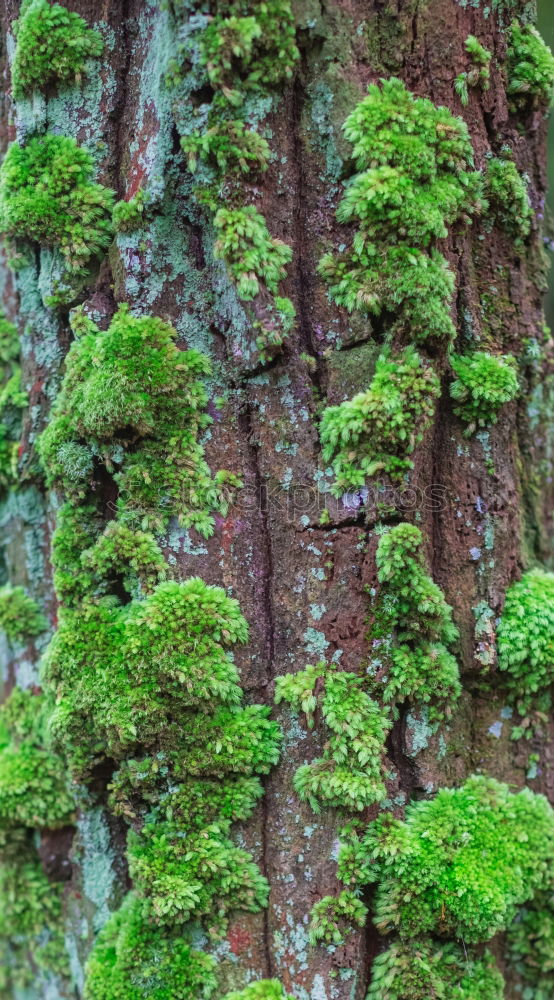 Similar – Image, Stock Photo accretion Plant Moss