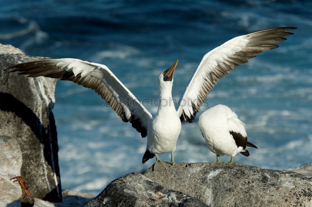 Similar – Penguin beach in South Africa (Simonstown)