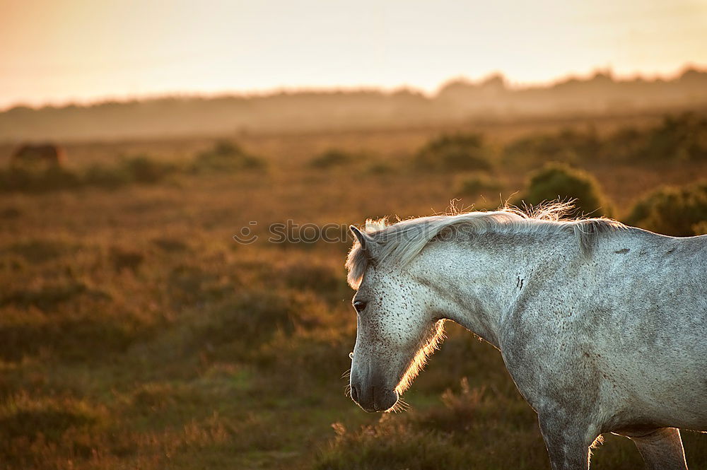 Similar – Image, Stock Photo Icelandic horses in the south of Iceland