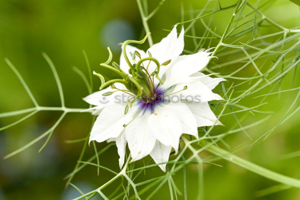 Similar – nigella damascena Plant