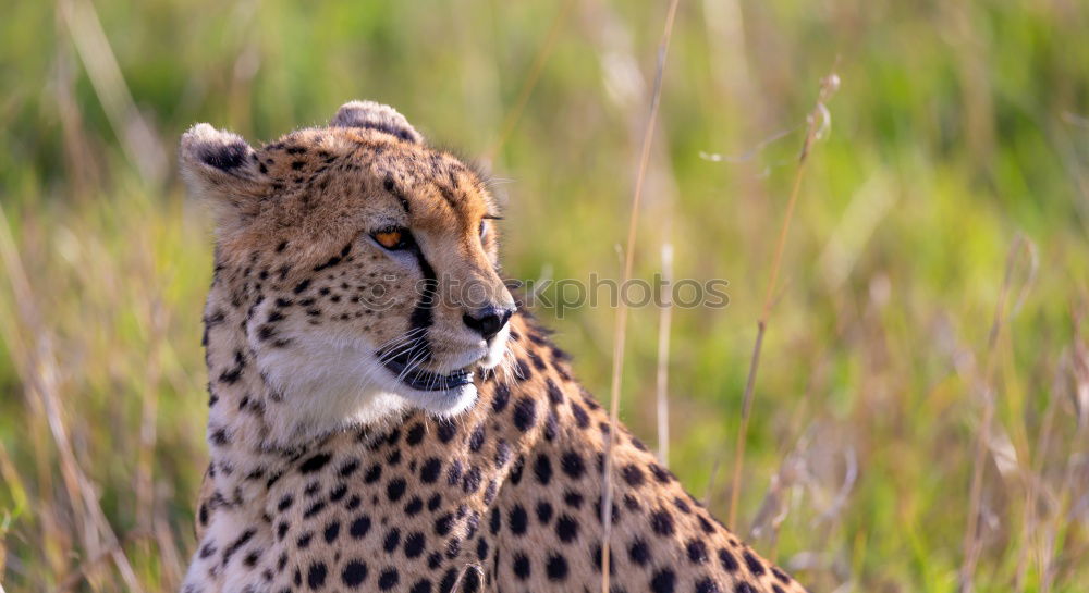 Similar – Image, Stock Photo Leopard #13 Tourism Safari