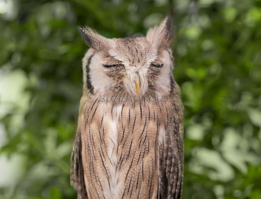 Similar – òó Animal Wild animal Zoo