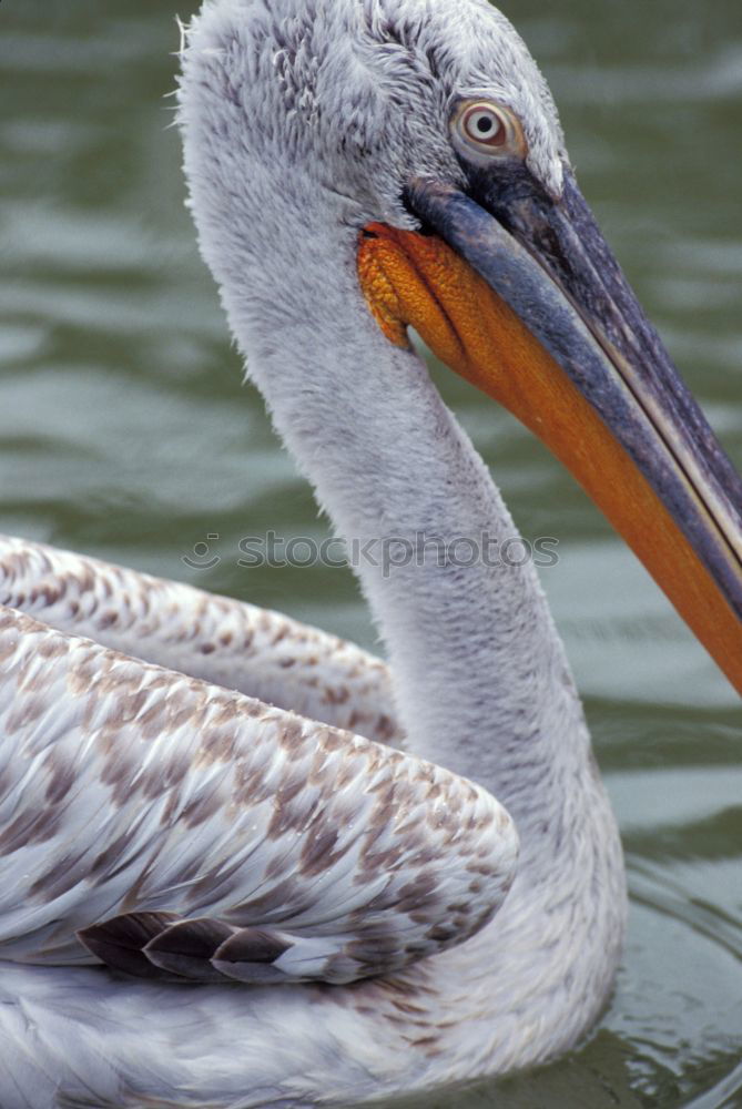 Image, Stock Photo pelican Florida Zoo animal