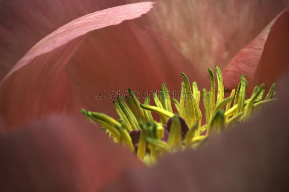 Similar – Image, Stock Photo Peruvian lily with raindrops