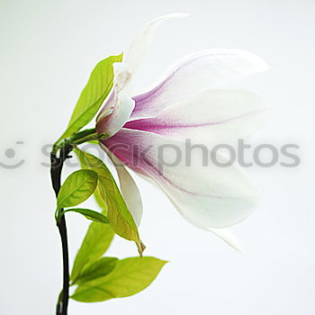 Similar – Fence Windlass; Convolvulus