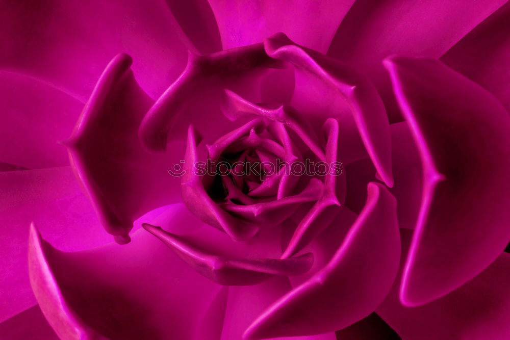 Similar – Image, Stock Photo Rose Pink Red Nature Plant