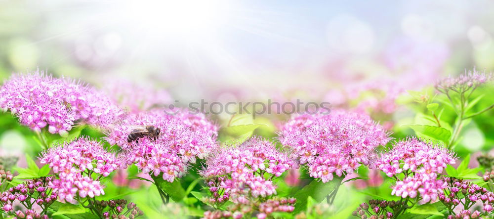 Similar – Image, Stock Photo Purple lilac in the sunshine