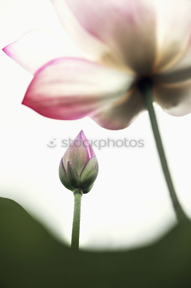 zwei mohnblumen Mohn