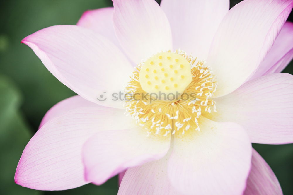 Similar – Image, Stock Photo bee filling station Flower