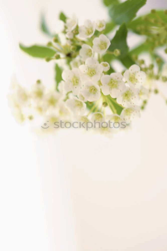 Foto Bild helle Hortensie in Vase mit Wasser auf blauer Tischdecke