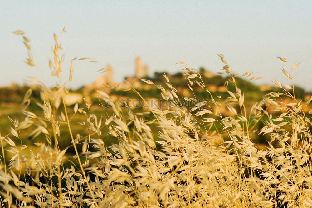 Similar – Image, Stock Photo Countryside landscape against light