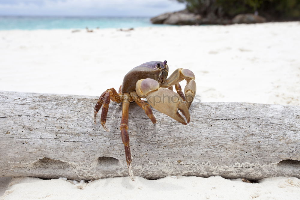 Similar – Foto Bild Strand-Koralle Korallen