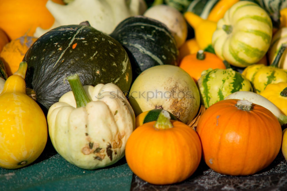 Similar – Pumpkins on the market