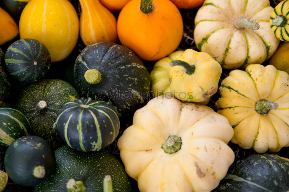 Similar – Pumpkins on the market