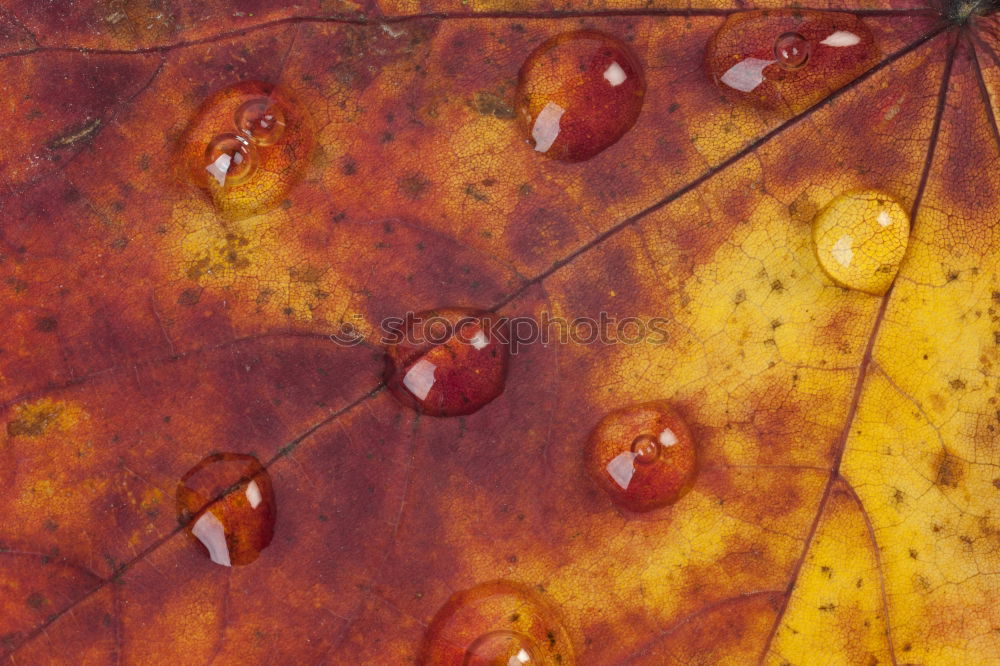 Similar – autumnrain I Autumn Leaf