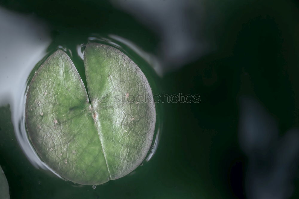 Image, Stock Photo rain and roses Lifestyle