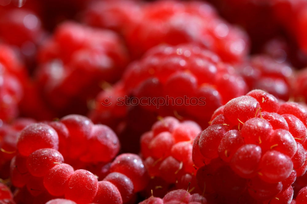 Similar – wild berries Food Fruit