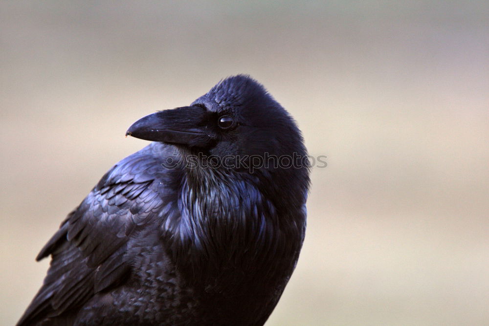 Similar – raven Raven birds Black