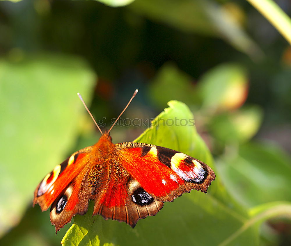 Similar – Butter.Fly. Schmetterling