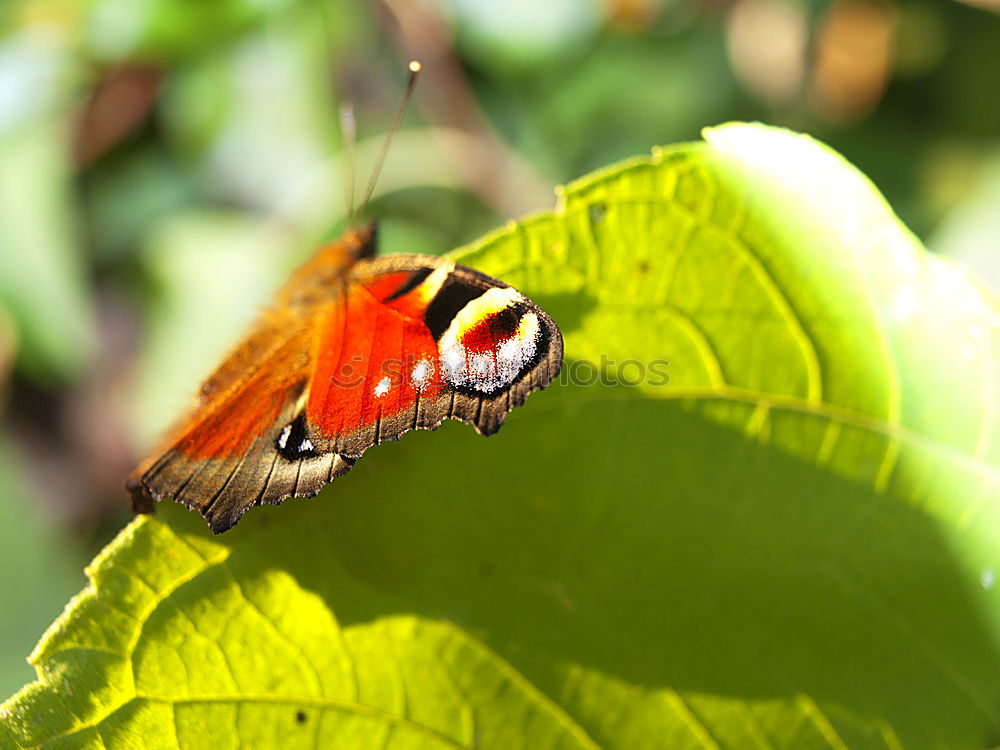 Similar – Peacock Butterfly