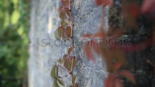 Similar – Foto Bild die Natur schlägt zurück!