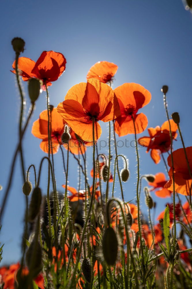 Similar – Image, Stock Photo Spreedorado field party.