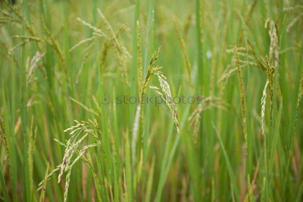 Similar – Foto Bild Grasgeflüster grün