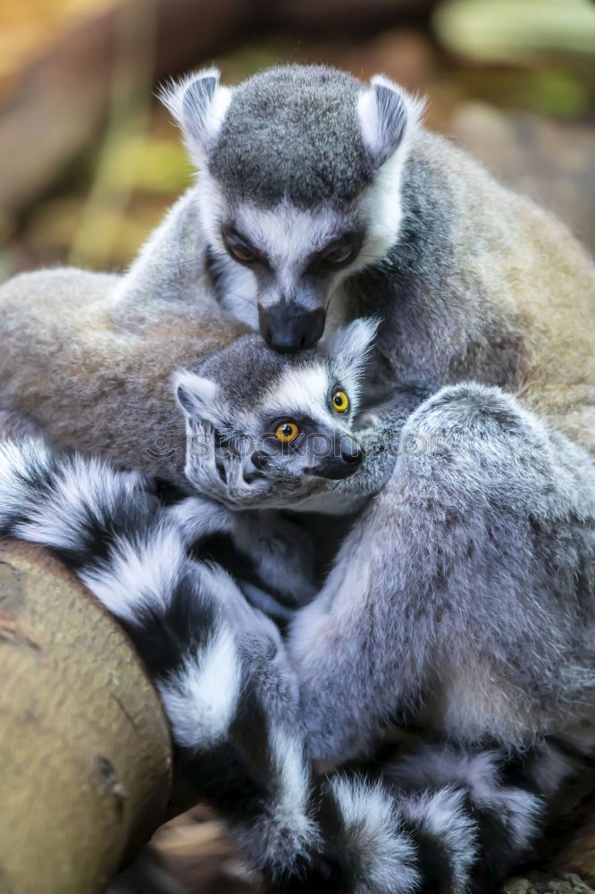 Similar – Image, Stock Photo motherly love Animal Grass