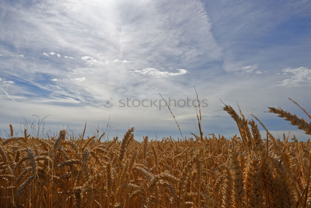 cornucopia Nature Sky