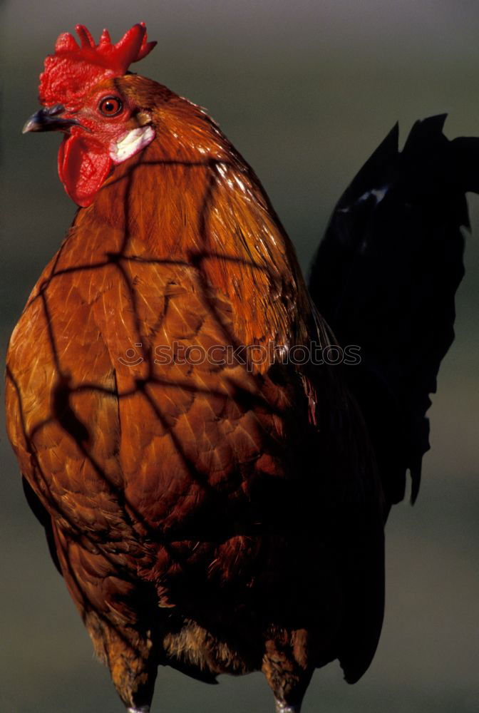 Similar – Grain or grass? Barn fowl