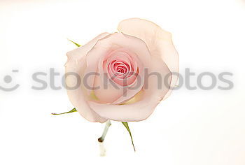 Similar – Image, Stock Photo Pink cosmea flower (3)