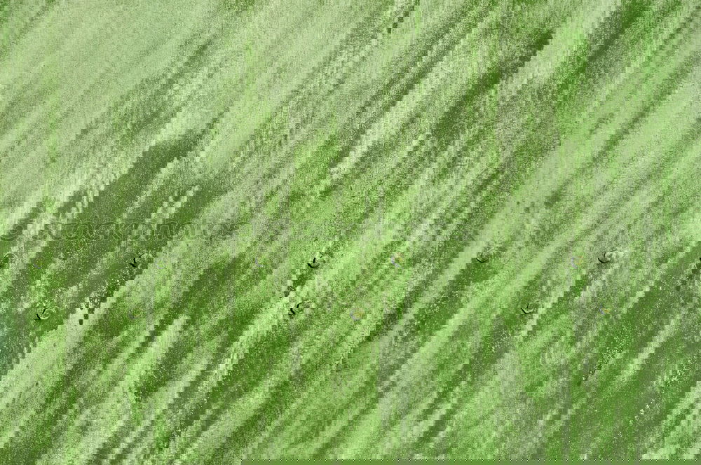 Similar – Image, Stock Photo green megablatt Plant Leaf