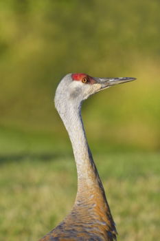 Similar – white stork foraging for food in the green field