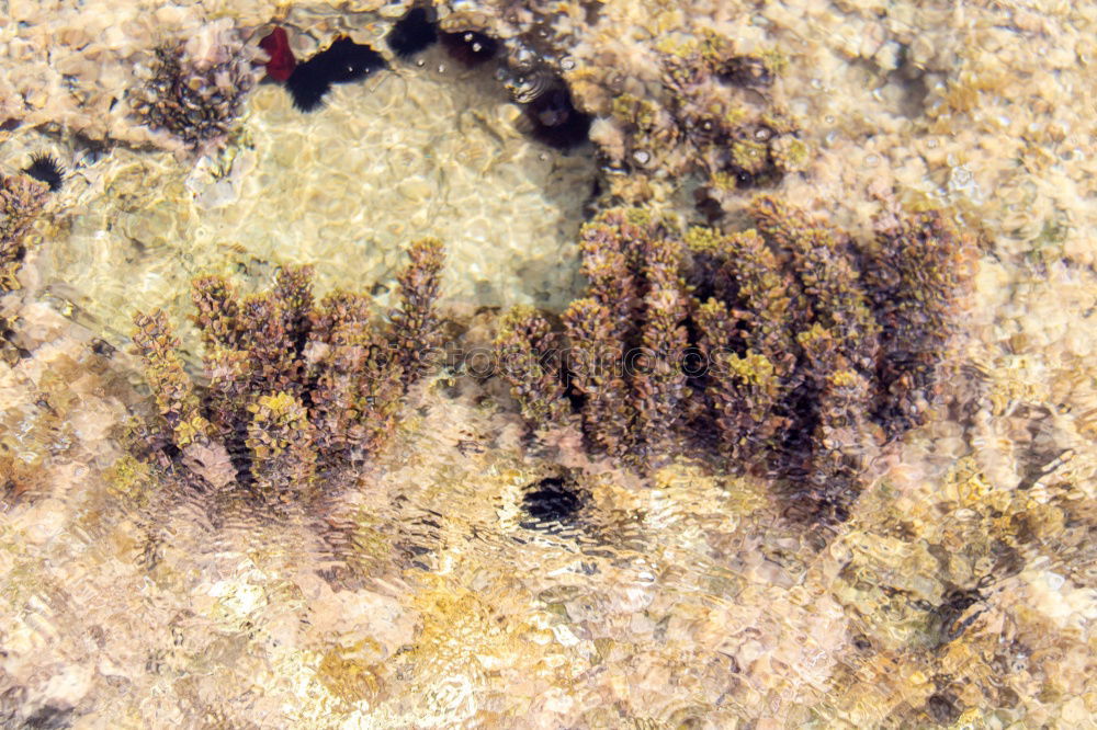 Similar – underwater leaf Leaf