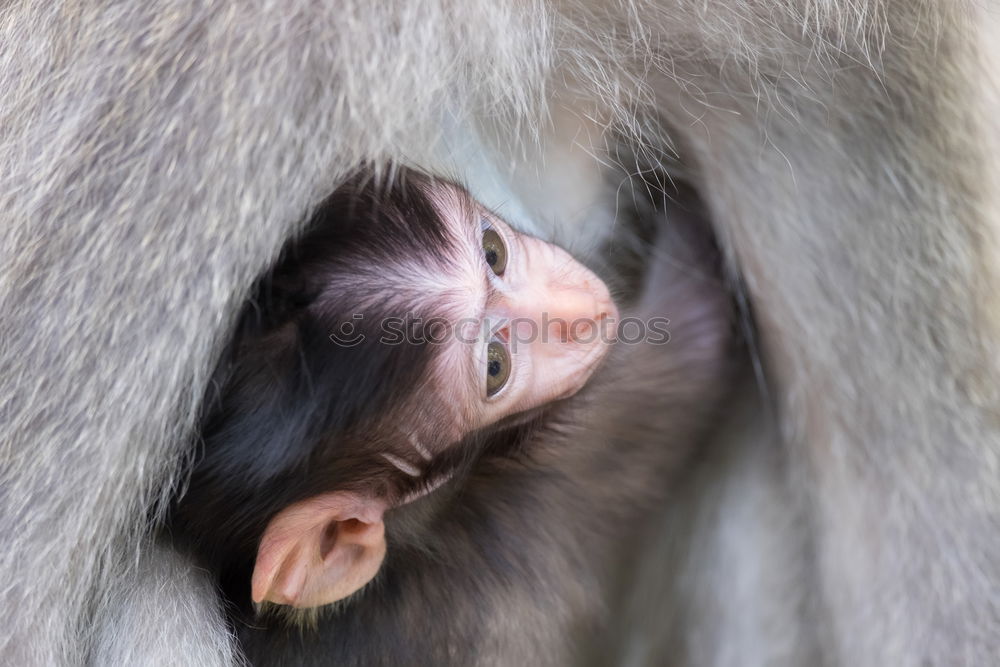 Similar – Image, Stock Photo baby monkey Sri Lanka