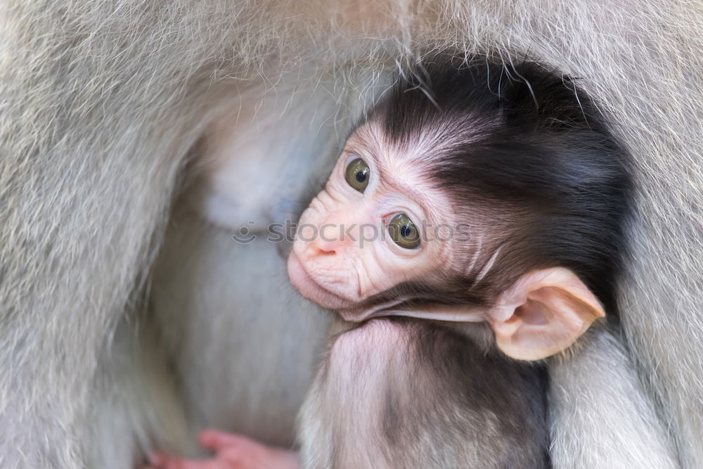 Similar – Image, Stock Photo baby monkey Sri Lanka