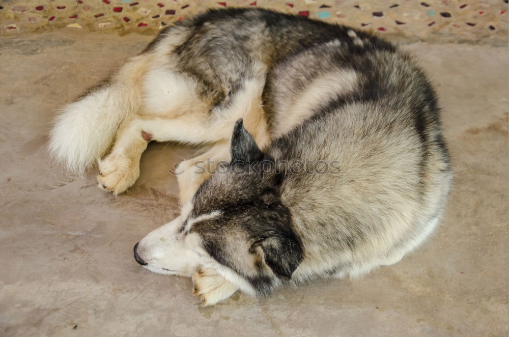 Similar – dog Sleep Siesta Doze