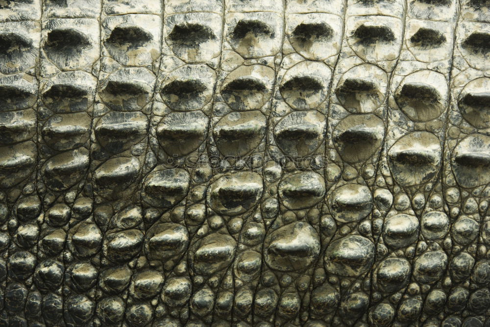 Similar – crocodile skin Animal