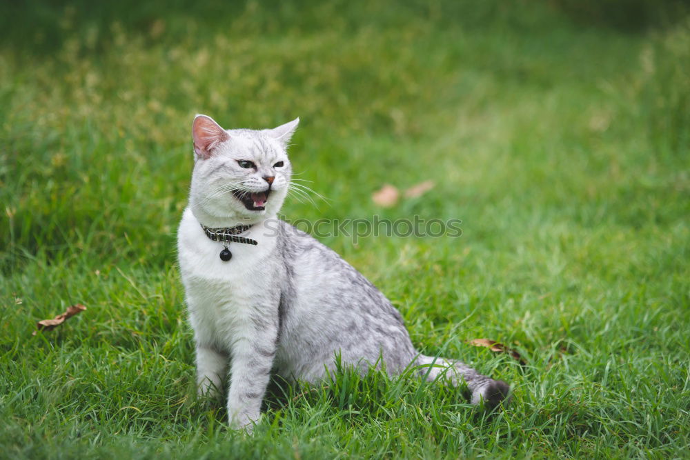 Similar – Image, Stock Photo Cat in Happiness Nature