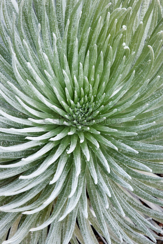 Similar – Image, Stock Photo green urchin