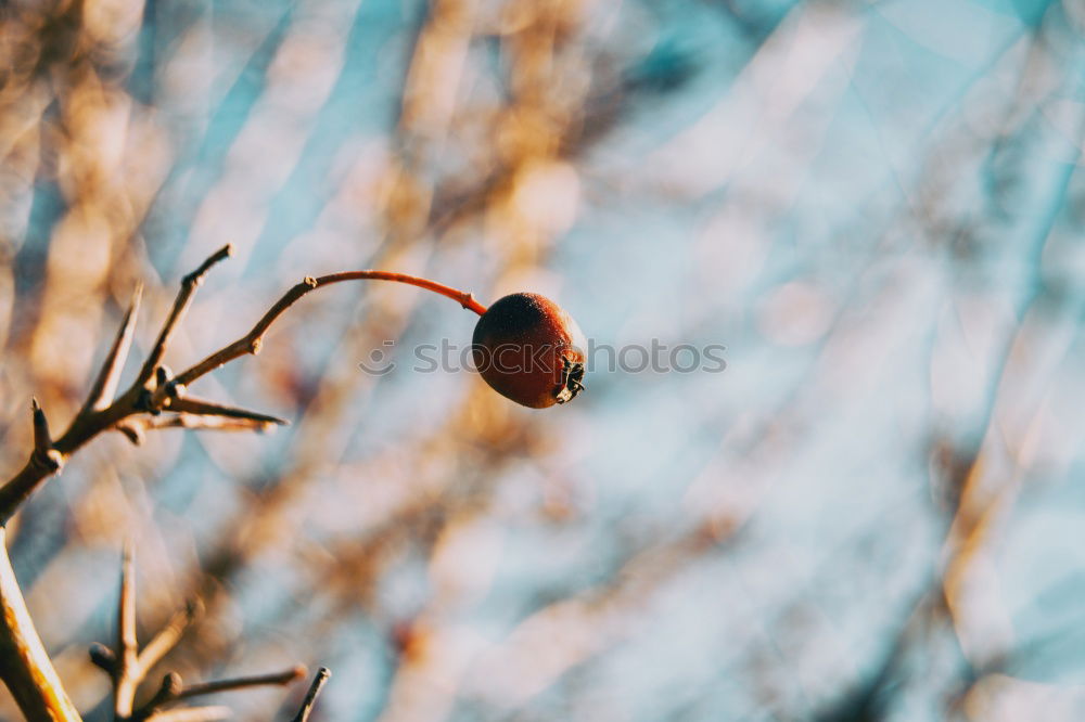 Similar – Foto Bild wärme Natur Herbst trocken