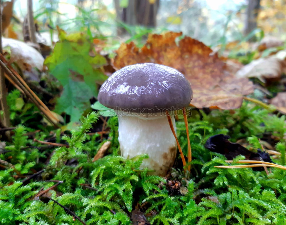 Similar – Image, Stock Photo mushroom gathering