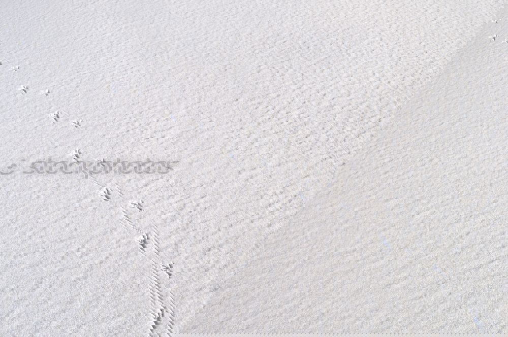 Foto Bild Schneespuren Winter Spuren