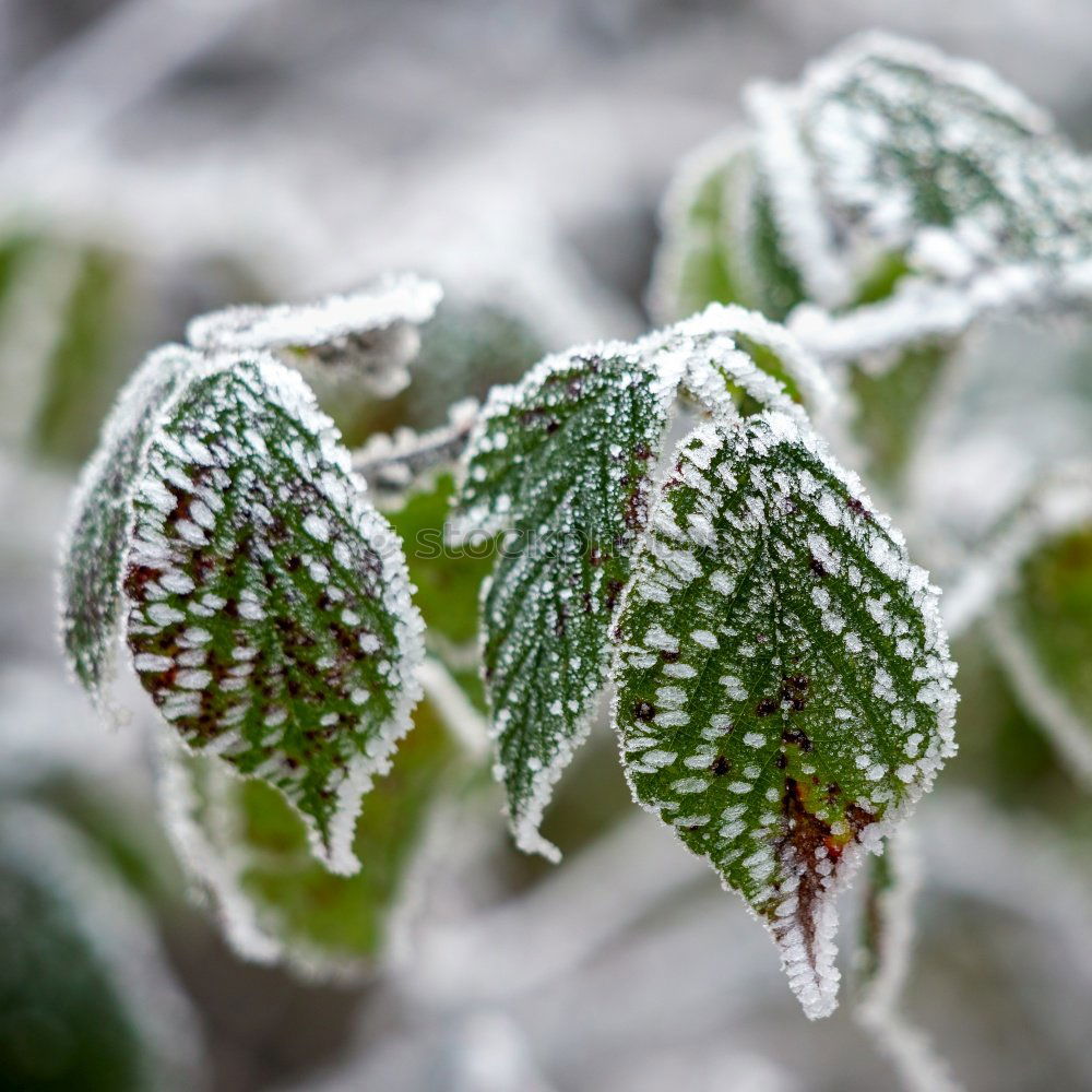 Similar – Close-up of ice crystals on nettle leaves