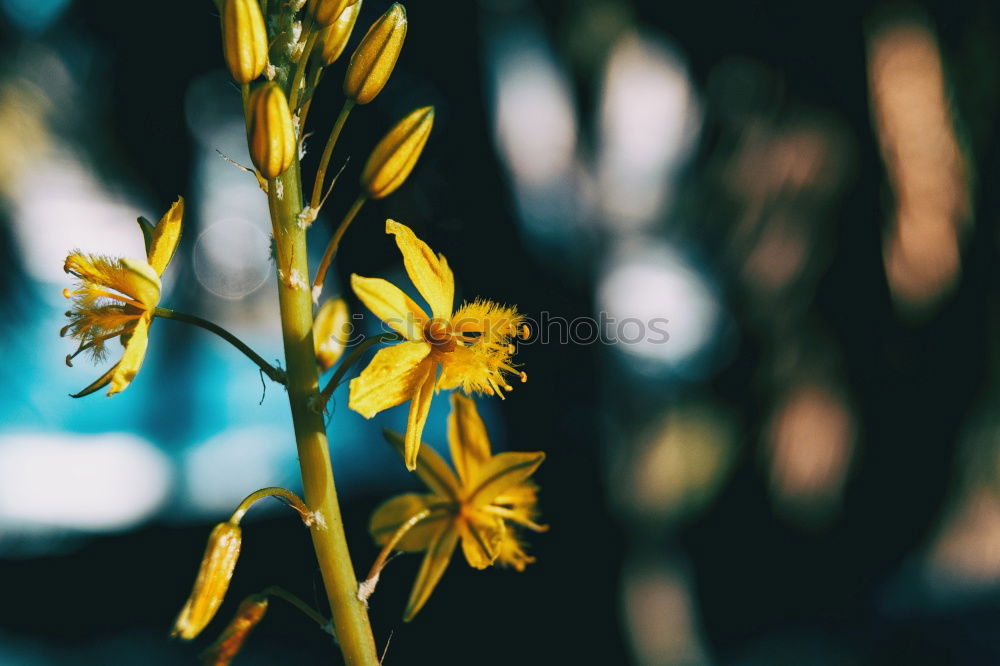 Image, Stock Photo Crop woman touching yellow flower