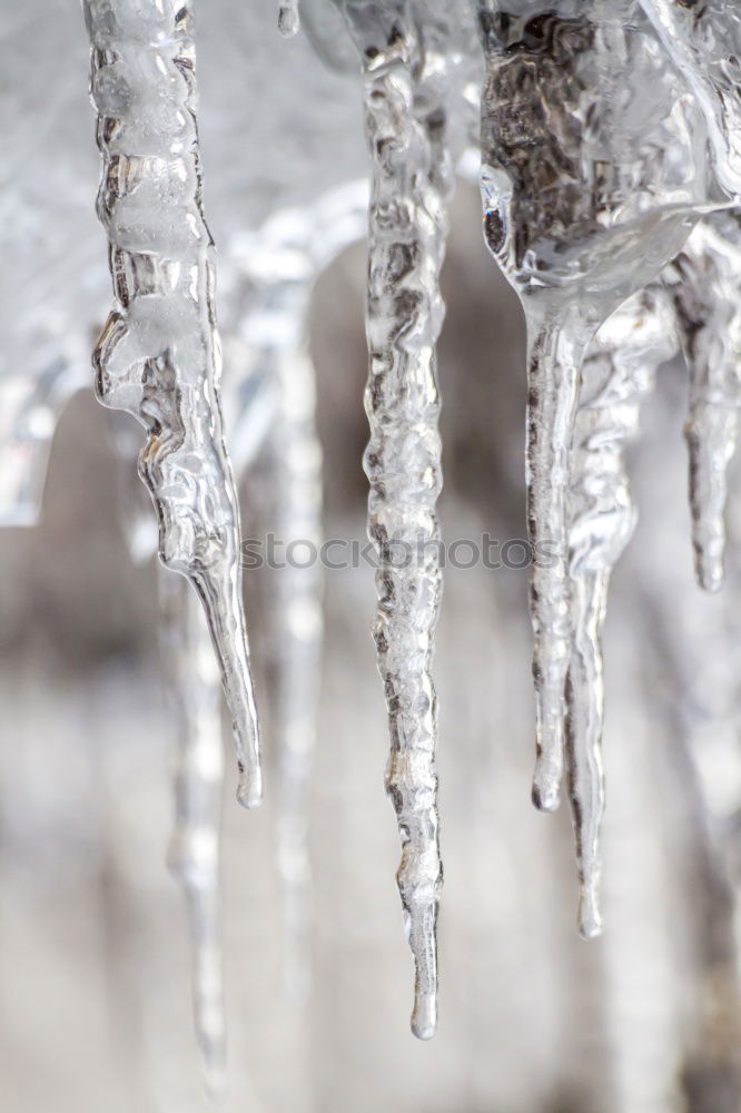 Image, Stock Photo ice tree Winter Nature