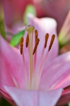 Blüte! Pink! schön Umwelt