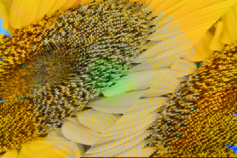 Similar – Foto Bild jacquistern Sonnenblume